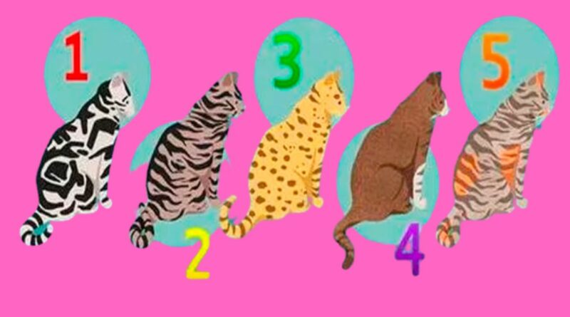 Teste-personalidade-gatinhos