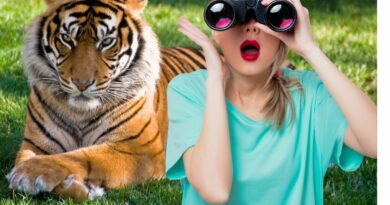 Teste visual, você é capaz de achar os tigres na imagem